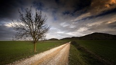 Landscapes nature Trees