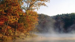 Landscapes nature Trees