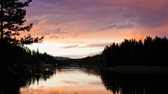 Landscapes nature Trees