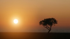 Landscapes nature Trees