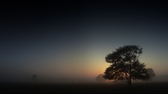 Landscapes nature Trees