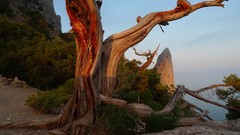 Landscapes nature Trees