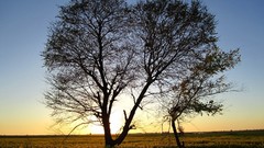 Landscapes nature Trees