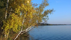 Landscapes nature Trees