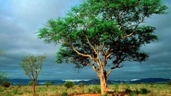 Landscapes nature Trees