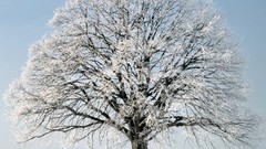 Landscapes nature Trees