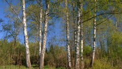 Landscapes nature Trees