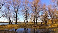 Landscapes nature Trees
