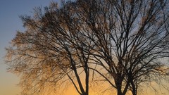 Landscapes nature Trees