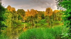 Landscapes nature Trees