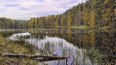 Landscapes nature Trees
