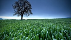 Landscapes nature Trees