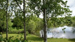 Landscapes nature Trees