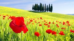 Landscapes nature Trees