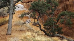 Landscapes nature Trees