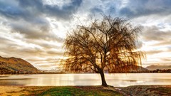 Landscapes nature Trees