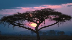 Landscapes nature Trees