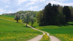 Landscapes nature Trees