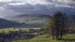 Landscapes nature Trees