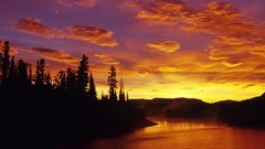 Landscapes nature Trees