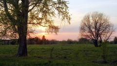 Landscapes nature Trees