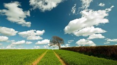 Landscapes nature Trees