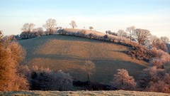 Landscapes nature Trees