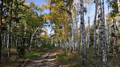 Landscapes nature Trees