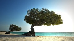 Landscapes nature Trees