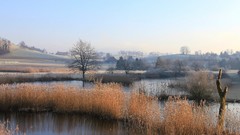 Landscapes nature Trees