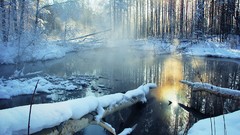 Landscapes nature Trees
