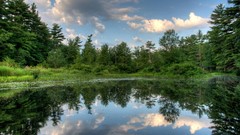 Landscapes nature Trees