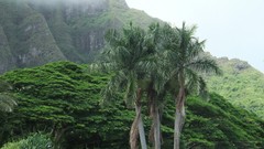 Landscapes nature Trees