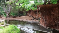 Landscapes nature Trees