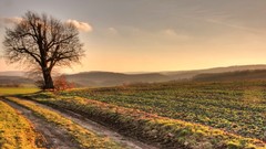 Landscapes nature Trees