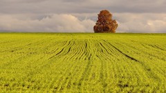 Landscapes nature Trees