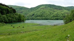 Landscapes nature Trees