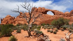 Landscapes nature Trees