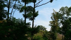 Landscapes nature Trees