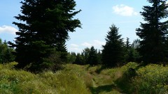 Landscapes nature Trees