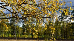 Landscapes nature Trees