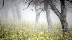 Landscapes nature Trees