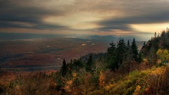 Landscapes nature Trees