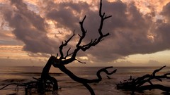 Landscapes nature Trees