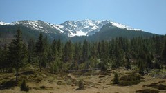 Landscapes nature Trees