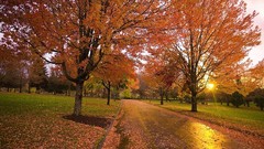 Landscapes nature Trees