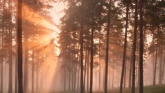 Landscapes nature Trees