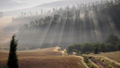 Landscapes nature Trees