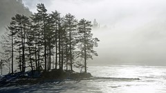 Landscapes nature Trees