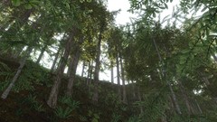 Landscapes nature Trees